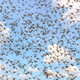 Image for article titled Swarm Of Locusts Wishes People Would Stop Assuming They’re Sent To Bring God’s Wrath